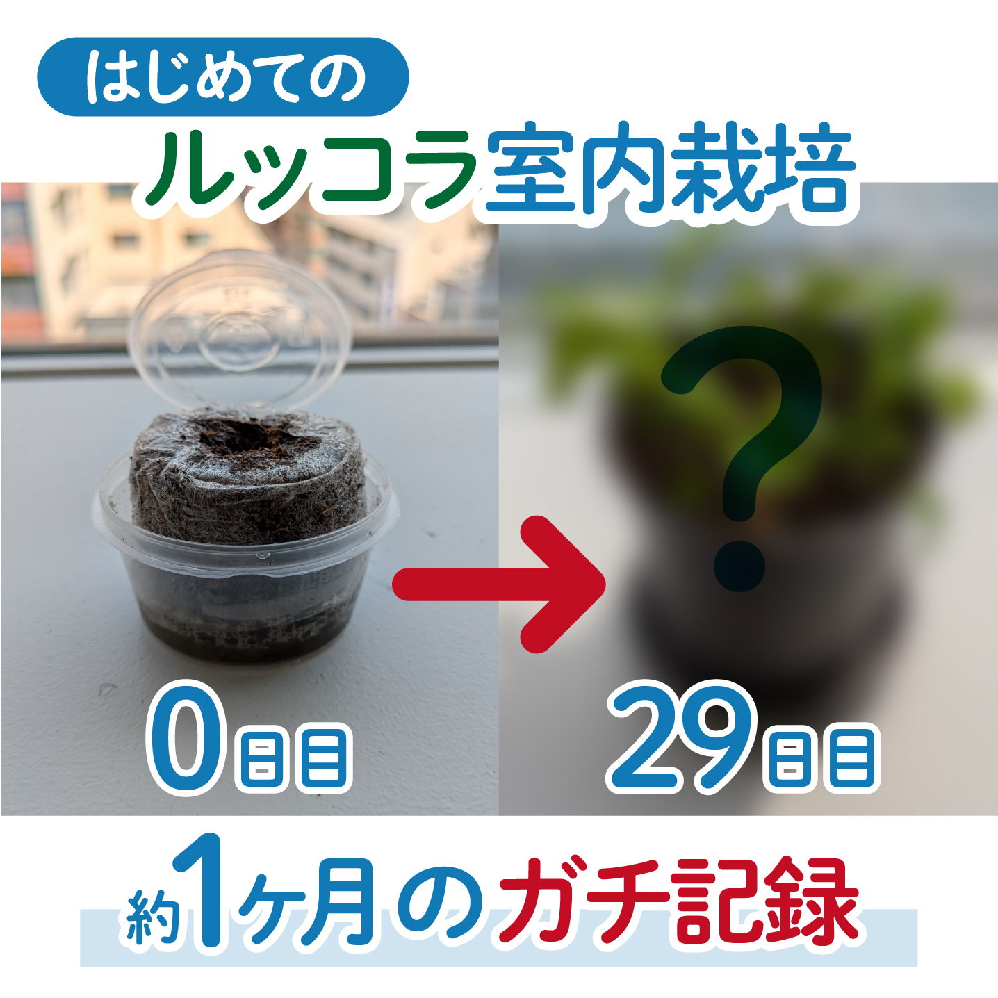 はじめてのルッコラ栽培記【室内でできる家庭菜園】 | 株式会社ディー