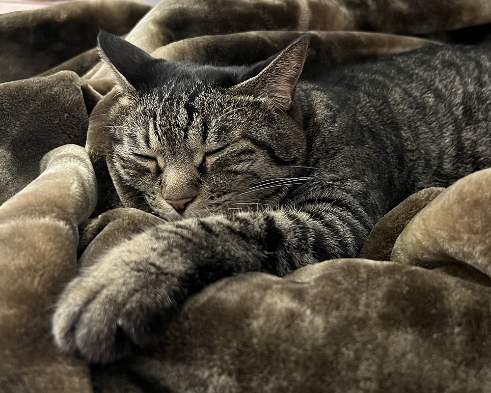 カルドニードノッテ3